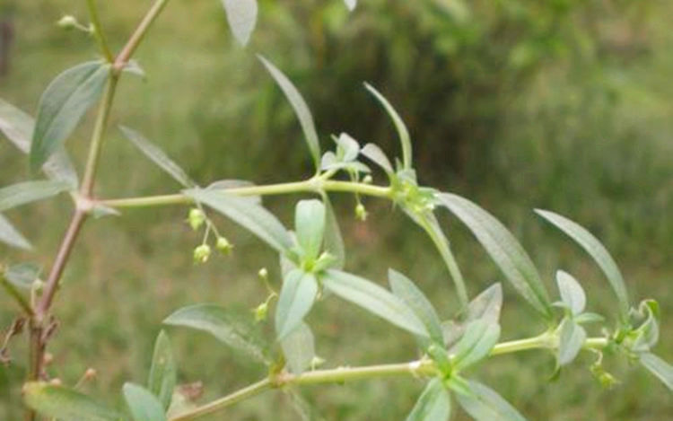 你们还知道羊须草的其他用途吗?