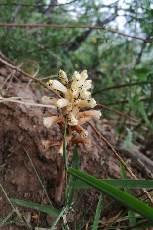 农村这种野草, 能够用来入药, 有止血润肠的作用|列当|润肠|黄花_新浪