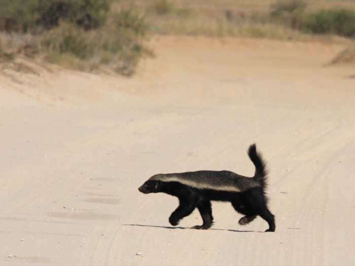 平头哥是种什么动物它有没有天敌