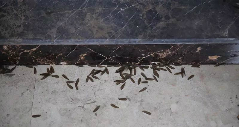 海宁一商铺地上密密麻麻黑乎乎的翅膀,究竟咋回事?