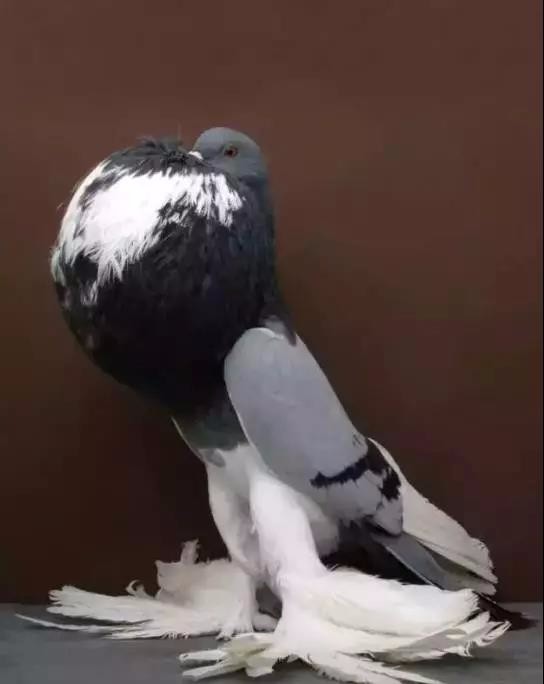 这的鸽子不光灰的,白的,还有更漂亮的呢!_新浪看点