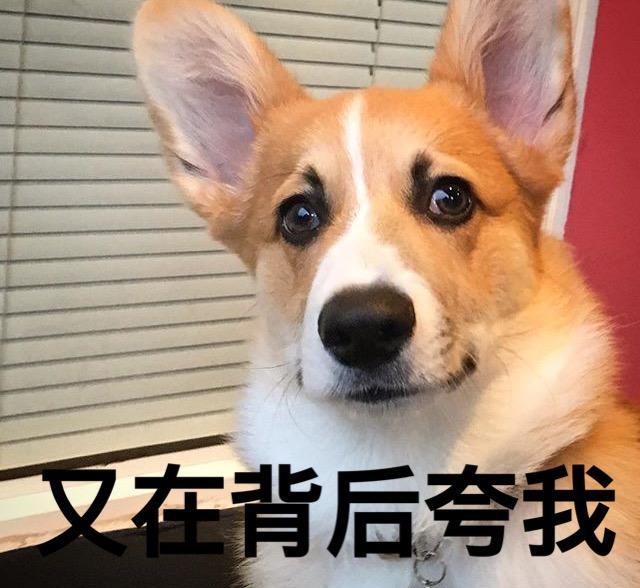 汪星人系列之柯基搞笑表情包