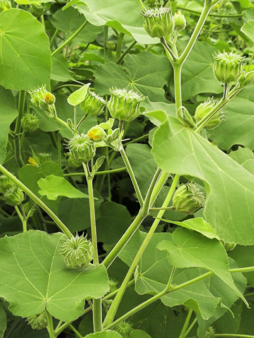 农村路边的这种野草,好吃又好玩,还是中药可治疗多种疾病|苘麻|野草