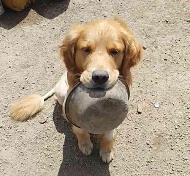 金毛得救后一直咬着饭盆不放,得知背后原因,网友心酸流泪!