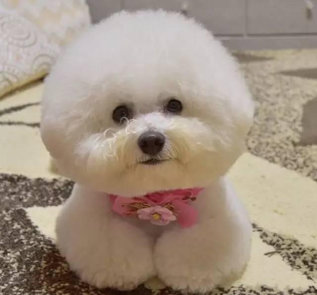 比熊犬的前世今生,一直都这么可爱!