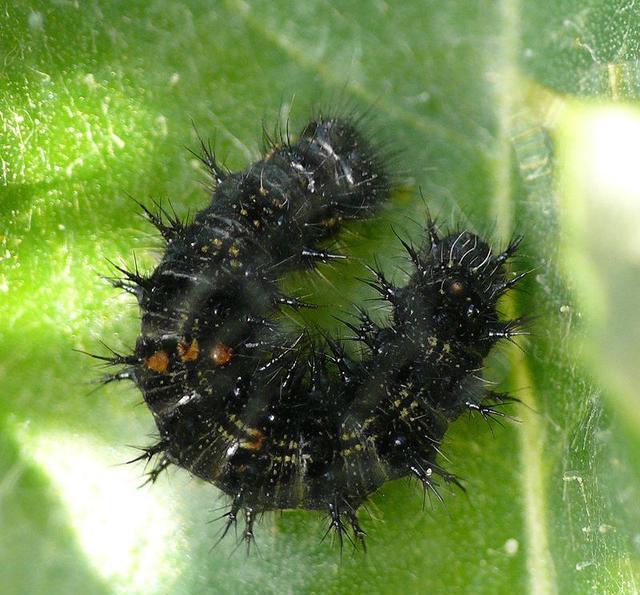 经过10天左右,毛毛虫成为一个虫茧.