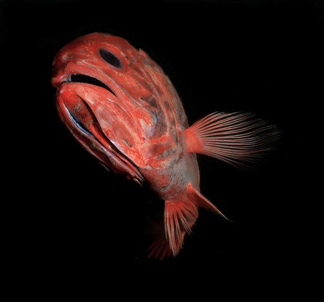 科学家欲潜澳东部深海探寻未知的神秘生物|深海生物|博物馆|深海_新浪