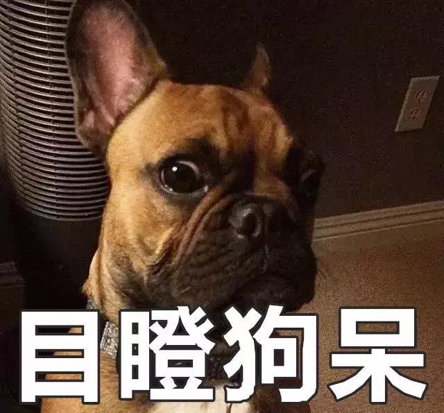 有些斗牛犬注定不平凡,旁边的狗狗都惊呆了,你咋不上天呢?
