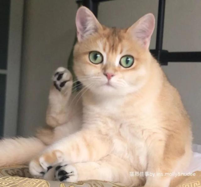 盯着这只金渐层英短猫咪的眼睛你会喜欢上它