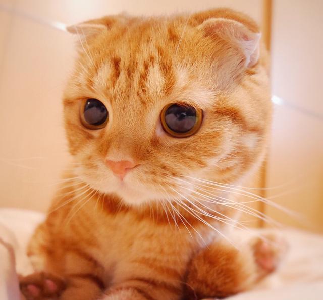 猫咪喜欢舔嘴唇除了卖萌撒娇和被美食诱惑外还有哪些小秘密呢