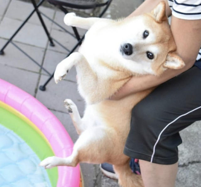 柴犬以为是出门玩,结果被主人抱到这,柴犬瞬间哭成泪人!