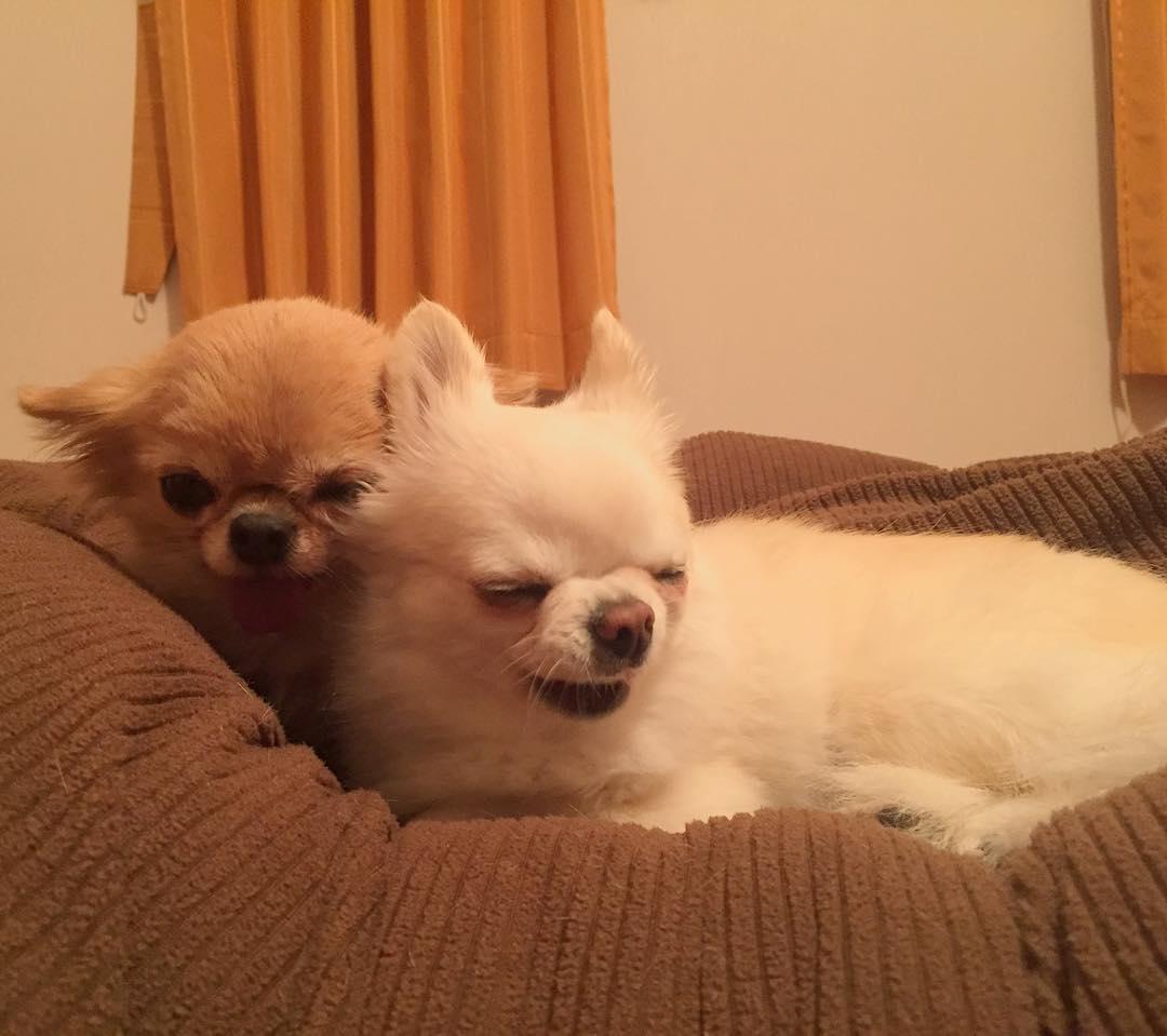 超萌吉娃娃"沉没式昏睡", 爆笑表情完全就是早上爬不起来的你!