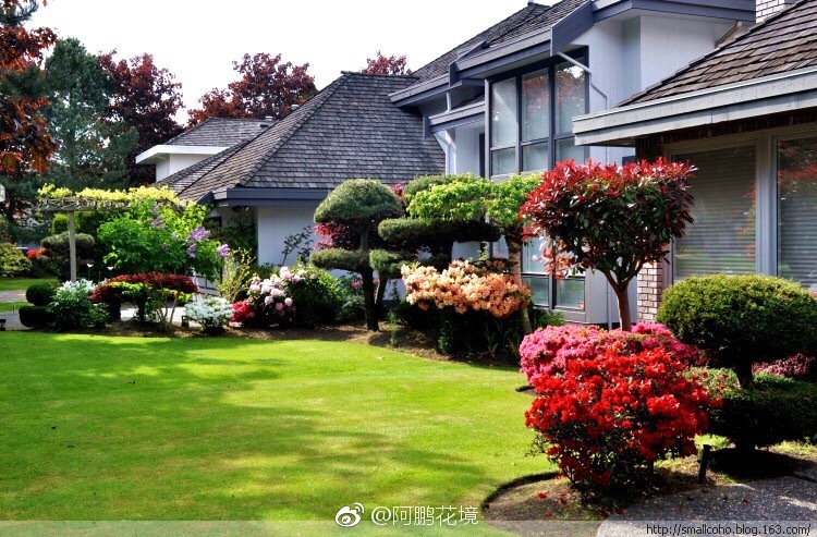 杜鹃为主题的美式花境花园