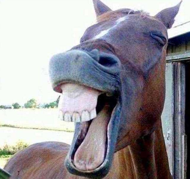 动物笑容多有魔性?一见那只猪,唐僧都会笑到发狂!