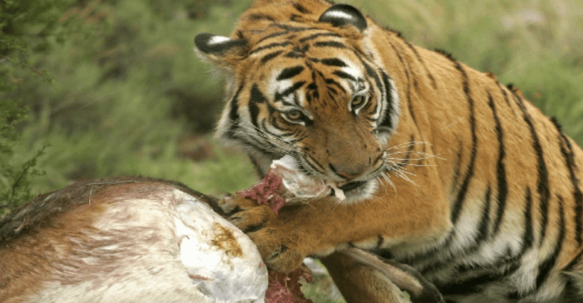 非洲没有老虎南非有一个老虎谷一只华南虎享受猎物如何处理