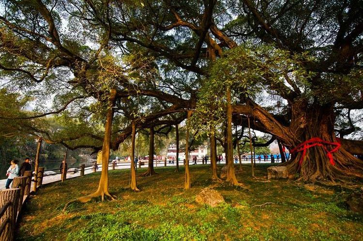 广西辈分最大最值钱的树,全广西人都是它干儿子,被称最坑景区!