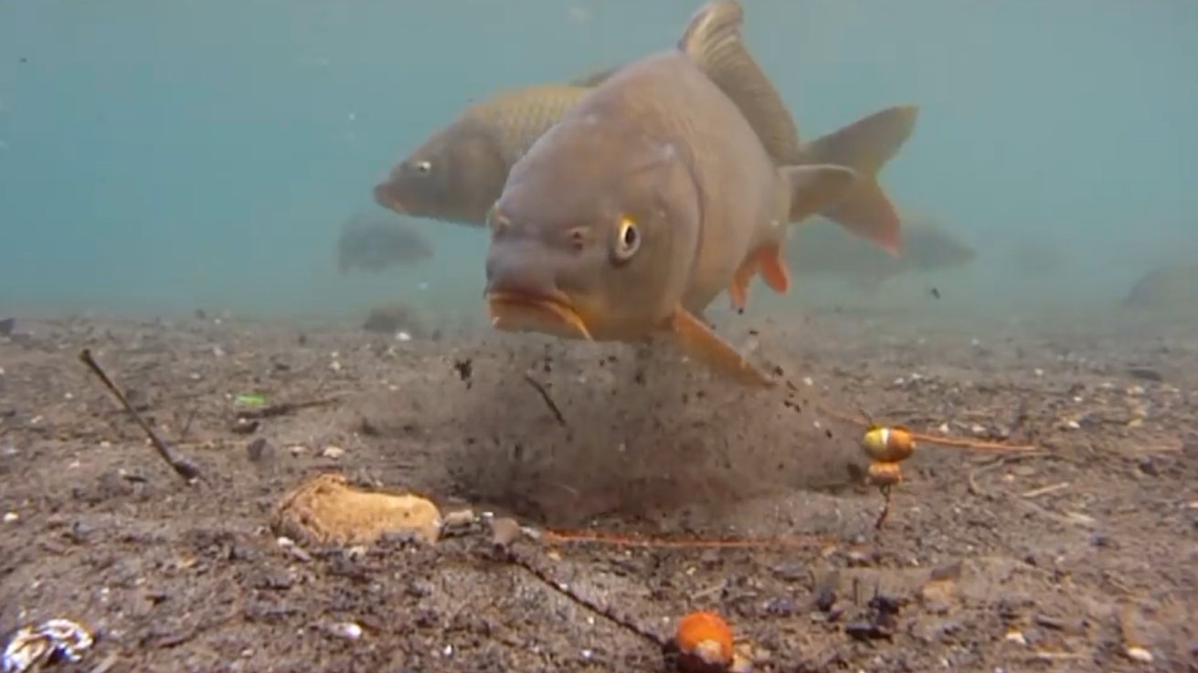 最好的钓鲤鱼的饵料