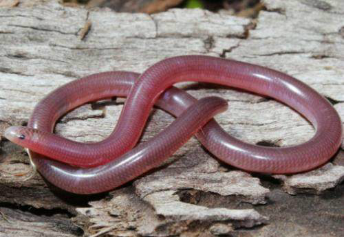 这个很像蚯蚓的生物,知道它是什么吗|盲蛇|蚯蚓|环节动物_新浪新闻