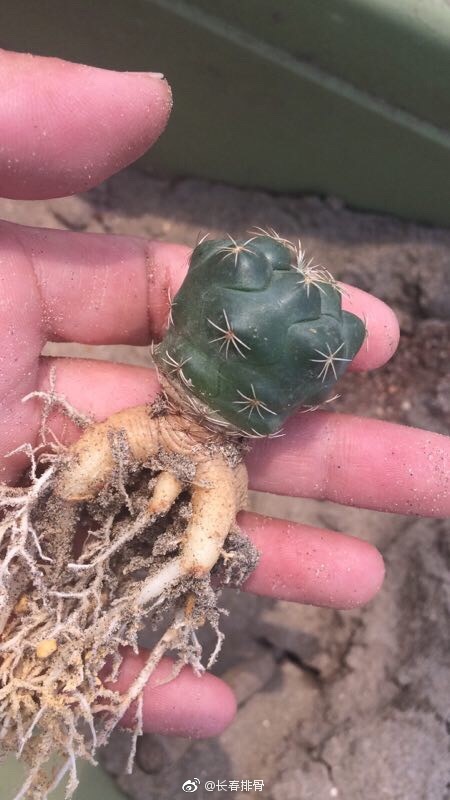 仙人掌的根茎,头一次见.