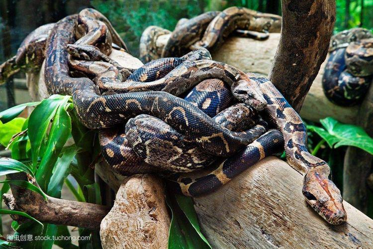 老汉山中采药身亡,出殡时蟒蛇拦路,路过道士:天赐良缘啊