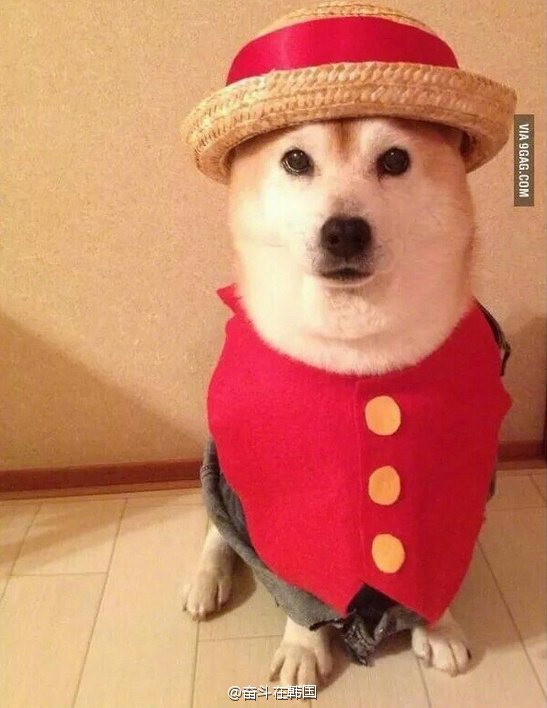 天生cosplay脸的西巴犬哈哈哈哈~|西巴_新浪新闻