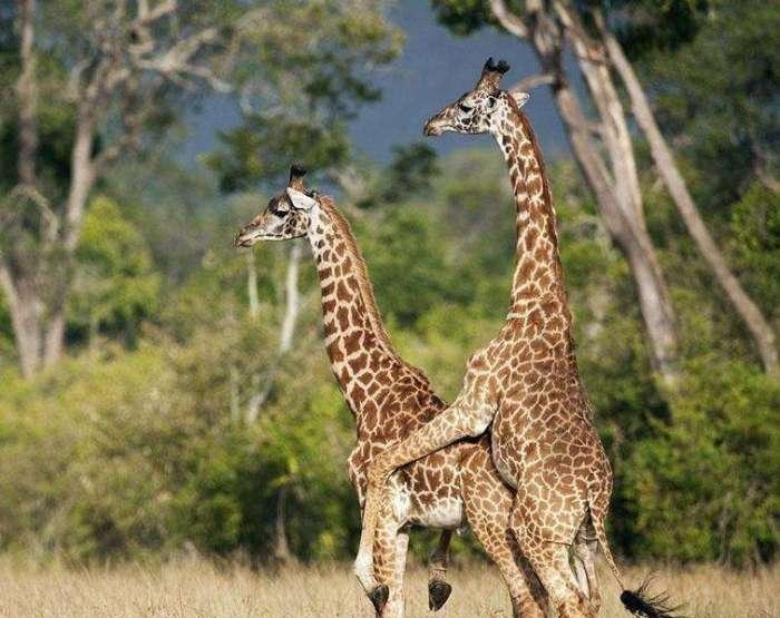 【长颈鹿】长颈鹿的繁殖方式和很多动物相反——它们是一妻多夫制,也