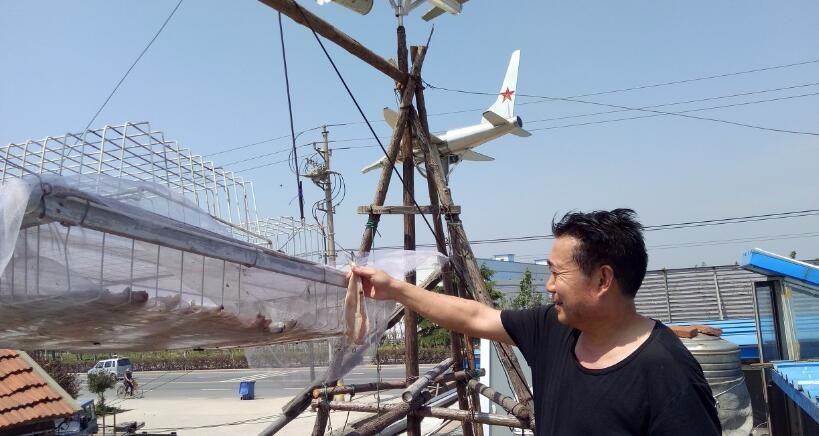 海鲜店屋顶安装山寨版的战斗机只为驱赶猫咪?网友:不如养条狗