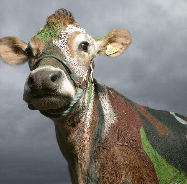 摄影师为动物拍大头照:一片傲娇喜感萌萌哒