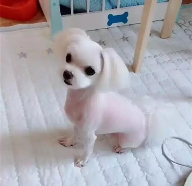 带狗狗剃毛之后,给什么都不吃,生气的样子笑翻铲屎官