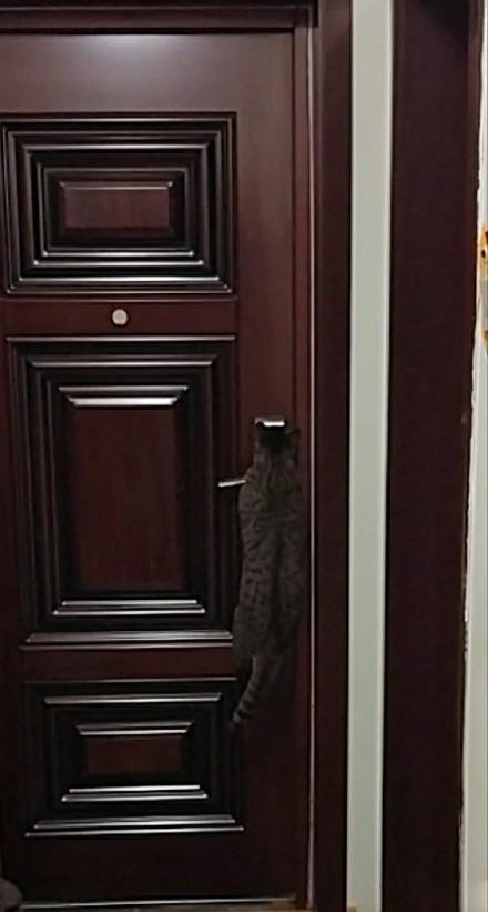主人为阻止猫咪自己开门出去玩,想出这个办法,网友:确定有用?