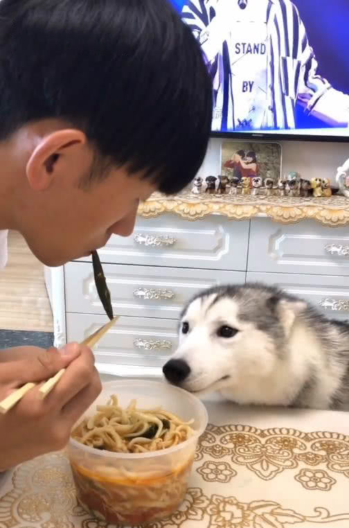 主人叫金毛和二哈拿饭盆过来吃面,二哈叼来一样东西让他蒙圈了