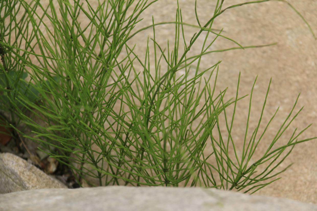 这种"草",人称"节节高",长得遍地都是,市场卖10块1斤