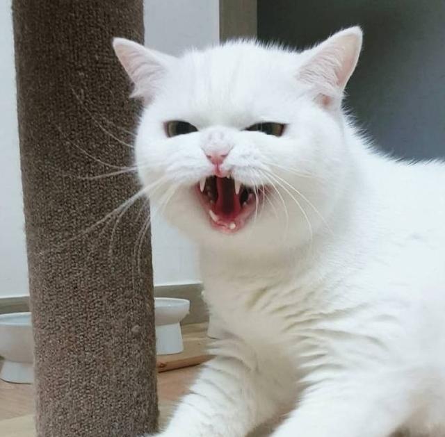 这只猫咪牙长歪了,但是仍然拥有盛世美颜