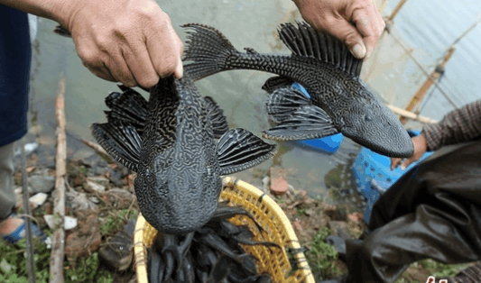 清道夫|天敌|鳄鱼肉_新浪新闻