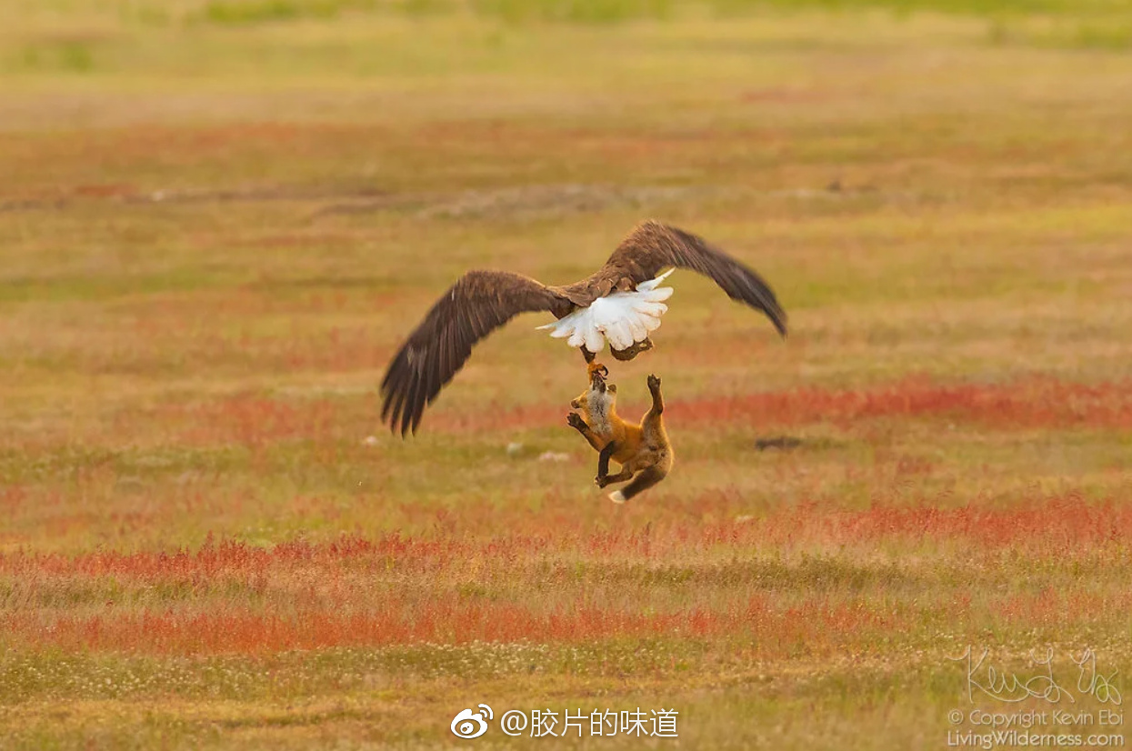 野生动物摄影师 kevin ebi捕捉到这样一组狐狸和老鹰在空中战斗的画