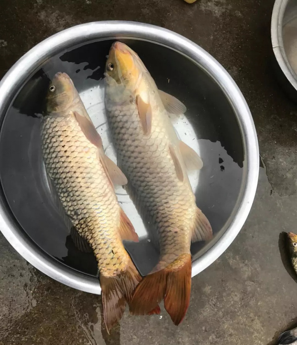 野河钓获老鲤鱼,媳妇却不让吃,无奈按农村土法,做成美食鱼鳞冻