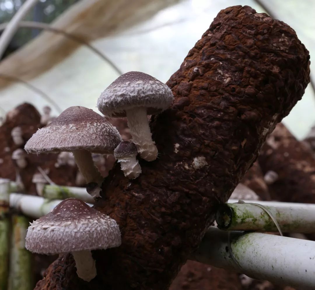 一菇一世界|浙江庆元241香菇