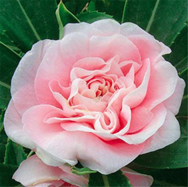 茶花凤仙如何种这些养护方法您要懂花儿开得美