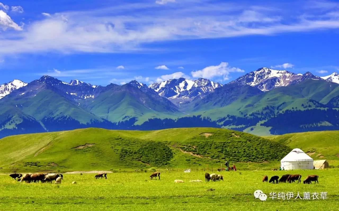 新疆人什么特征