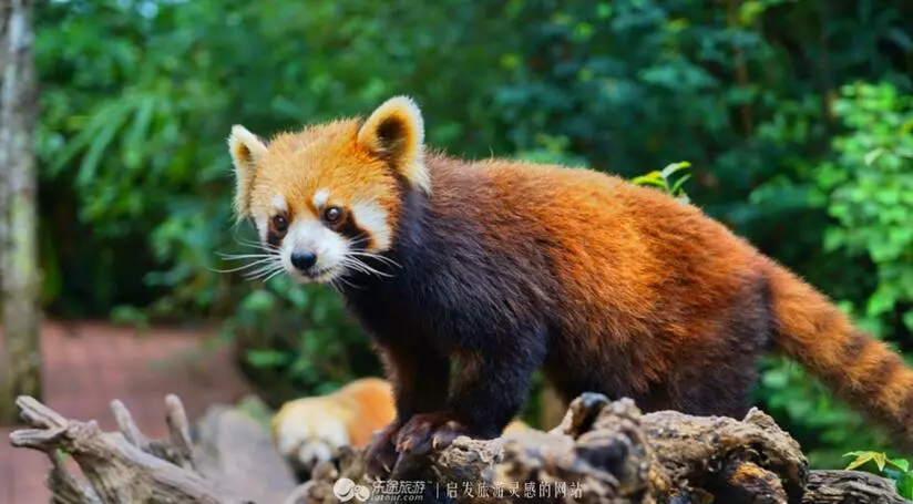 普洱國家公園的原始森林裡這些小動物神奇的存在著