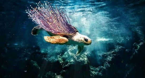 潜入10000米深的马丽亚海沟,看到了什么?