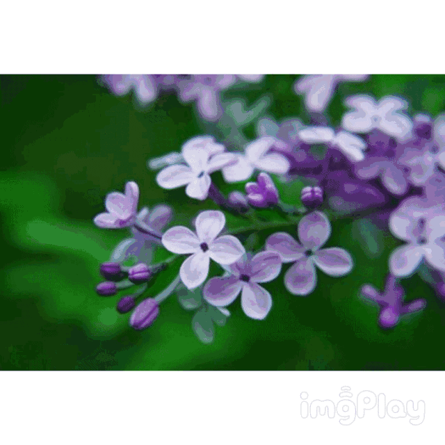 丁香花观赏地植物东园丁香园,八一公园,劳动公园,建设路中段,青年园等