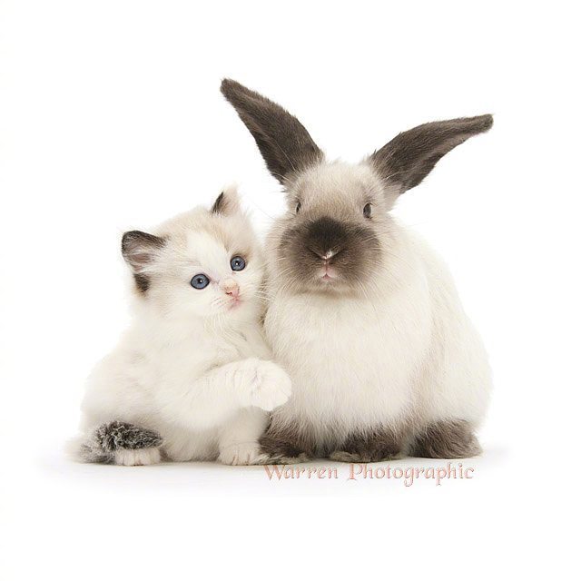 猫猫和兔兔同镜,毫无违和感 ins:warren_photographic