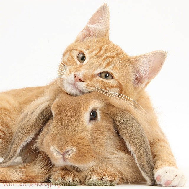 猫猫和兔兔同镜,毫无违和感 ins:warren_photographic