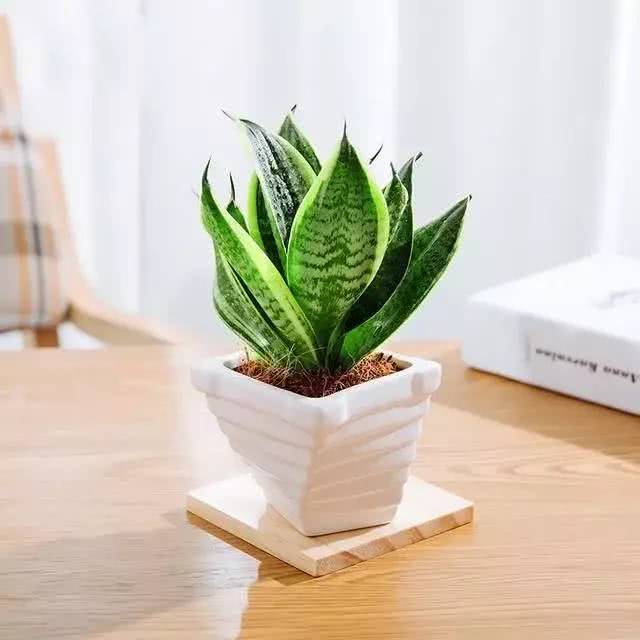 这几种小巧玲珑的绿植,摆在家里好看极了,你喜欢吗|盆栽|书房|虎皮兰