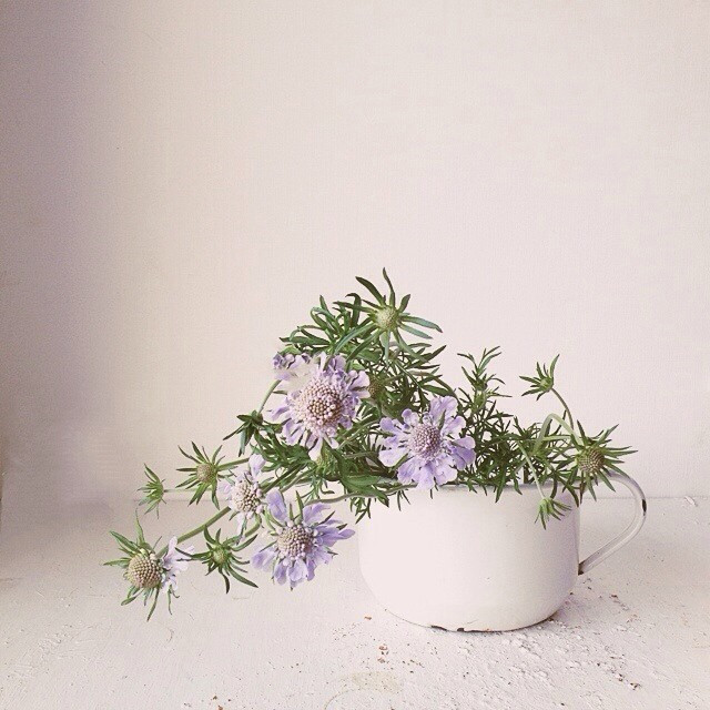 不艳不奢,不娇不媚,淡雅素净,质朴为真