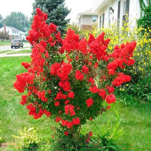 这种花树非常吸引眼球,花开时满树艳丽,花期长达150天!