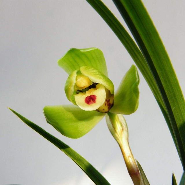 这六种盛世"兰花",你们有收藏吗?没有的快来看看升级你的品味