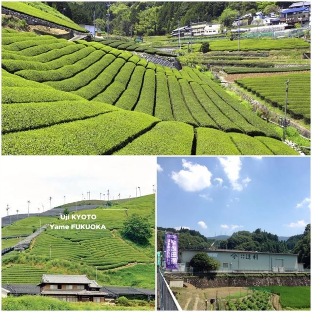 世界抹茶看日本,日本抹茶看宇治.