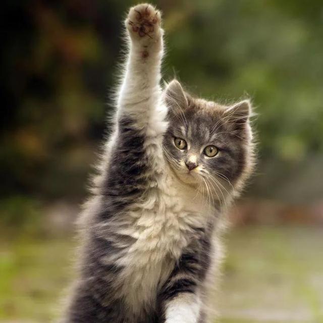 上课举手回答问题的喵星人们,你们也太积极了吧